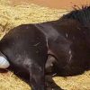 Drægtig hest ligger sig for at føde, så kigger ejeren nærmere og indser det umulige