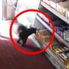 Egernet sniger sig hver dag ind i butikken – Så kigger medarbejderne nærmere og opdager deres store fejl