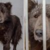 Mystisk hund/bjørn bliver indleveret til internat – Selv eksperter ved ikke hvilket dyr det er.